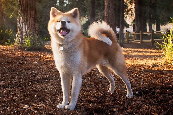 تصویر جاپانیز آکیتااینو (Japanese Akitainu)